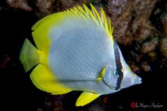 Spotfin butterflyfish (Chaetodon ocellatus)
