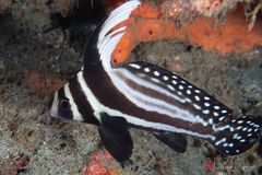 Spotted drum (Equetus punctatus)