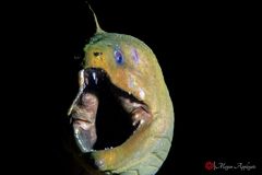 Morena verde (Gymnothorax funebris)