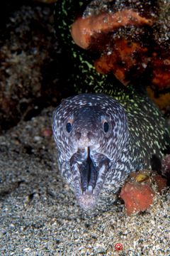 Spotted moray (Gymnothorax moringa)