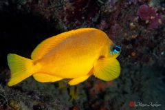Golden hamlet (Hypoplectrus gummigutta)