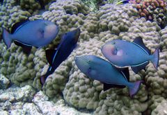 Black durgon (Melichthys niger)