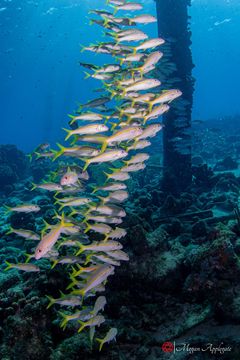 Salmonete amarillo (Mulloidichthys martinicus)