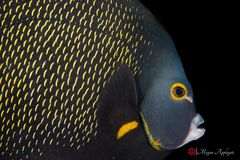 Pez ángel francés (Pomacanthus paru)