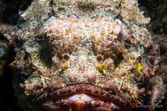 Spotted scorpionfish (Scorpaena plumieri)