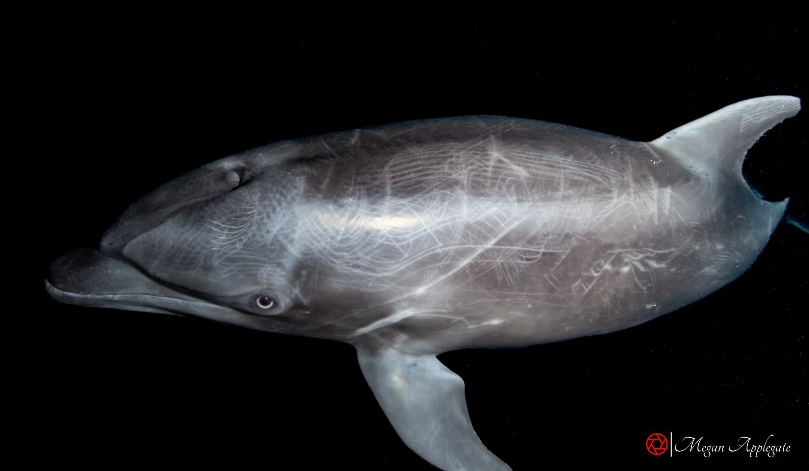 Common bottlenose dolphin (Tursiops truncatus)